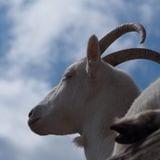 【SQLServer】アドホッククエリとパラメータ化クエリ