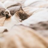 【API Client】InsomniaでAPIの動作確認を楽にしよう