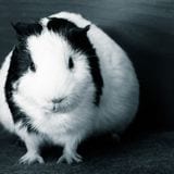 【CentOS】6から8へ環境移行したら色々と変わってた