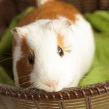 【ColdFusion】cfdumpの使い方について(そこそこ詳しく)